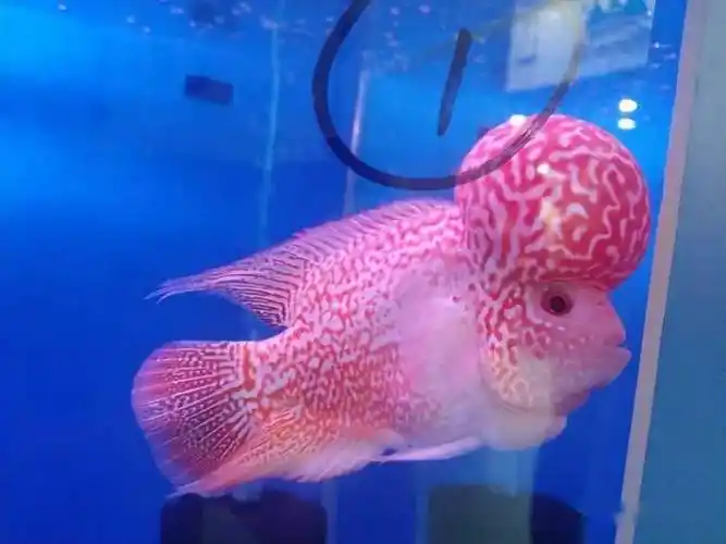 额头高耸似寿星翁的罗汉鱼,祝重阳节快乐!