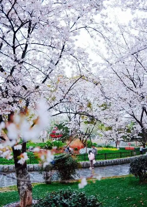 武汉赏樱劝退没看过本文还是别来了