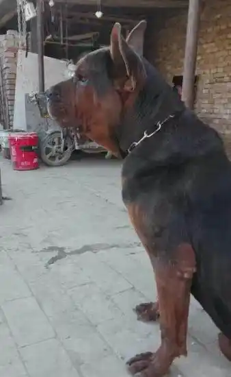 虎头苏联红种狗借配