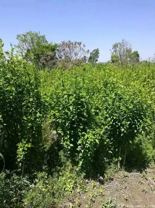 木槿绿篱以前都是乡村使用现在城里也在用木槿作篱笆苗