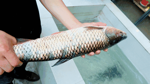 本周六巴黎名城| 1000斤活鱼免费抓,还有数字游戏大挑战等您来,现全城