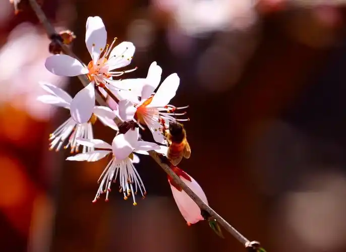 春天悄悄来临,到处花红柳绿,景色宜人,给人一种陶醉在大自然的感觉.