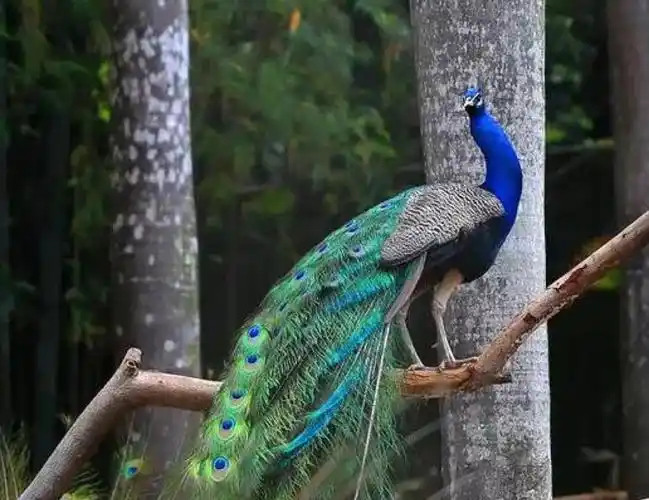 世界上最恐怖的孔雀(最恐怖的孔雀长什么样)