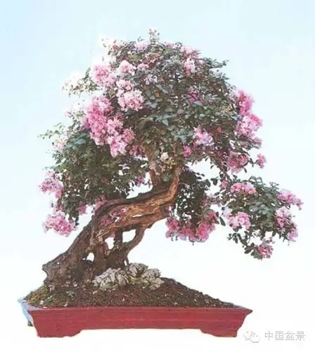 紫薇诗与300年紫薇盆景欣赏