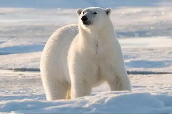 5,俄罗斯北极熊