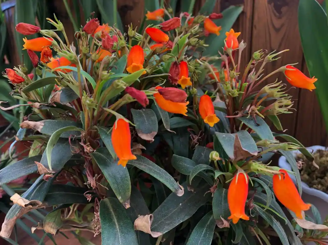 小岩桐花:橙红色的花朵与绿叶相映成趣又不失格调