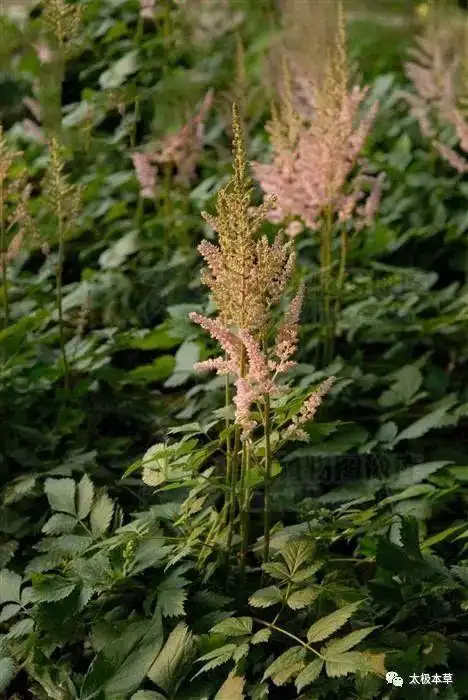 马尾参,见过吗?主风热感冒,头身疼痛,咳嗽