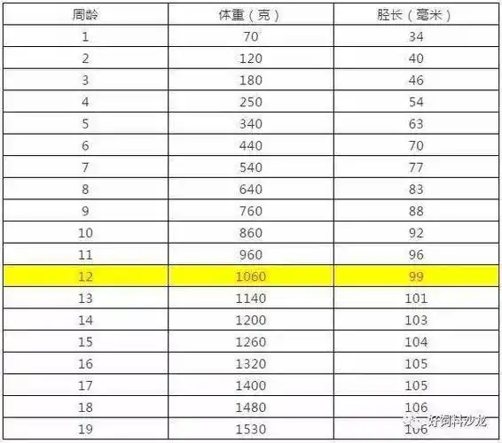 你家蛋鸡体重与体型够标准吗