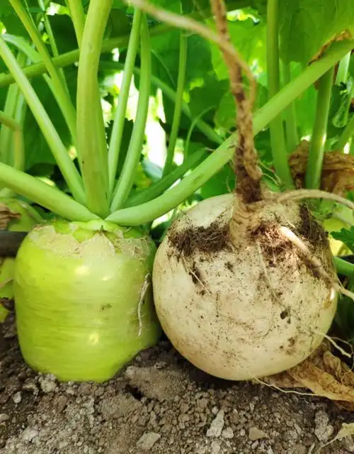 芥菜疙瘩新鲜 东北农家可自制咸菜芥菜嘎达头 5000g【图片 价格 品牌