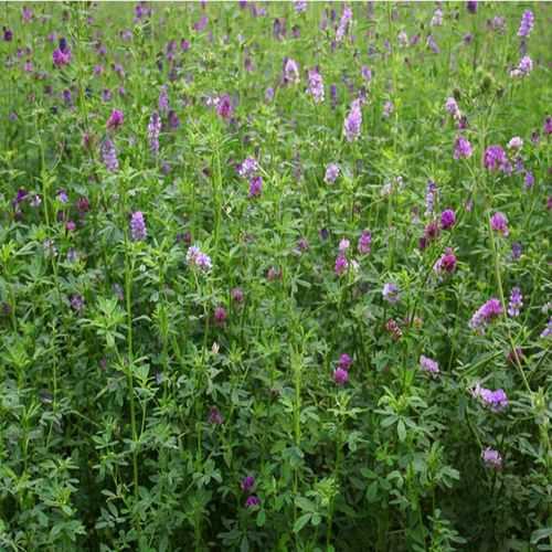 紫花苜蓿种子苜蓿草牧草种子南方北方多年生耐寒牛羊兔牧草 紫花苜蓿