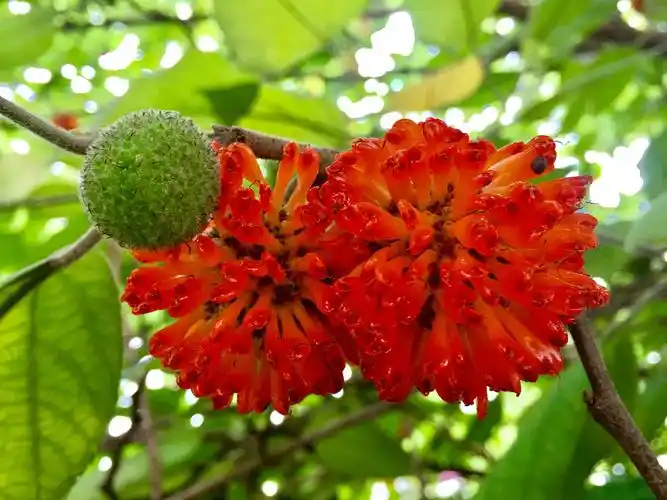 火红的构树果实