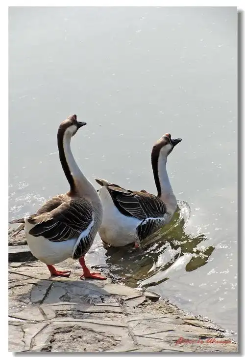 两只雁鹅---双胞胎还是夫妻?