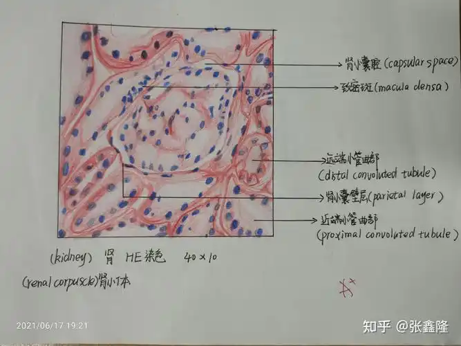 肾(肾小囊腔可以大点,看技术吧不然看不出来∠( 31 」∠)_)睾丸也算