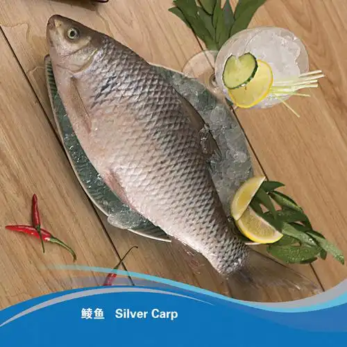 silvercarp