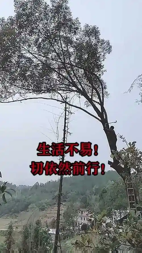 生活不易,却依然负重前行!@经纪人小微_腾讯视频