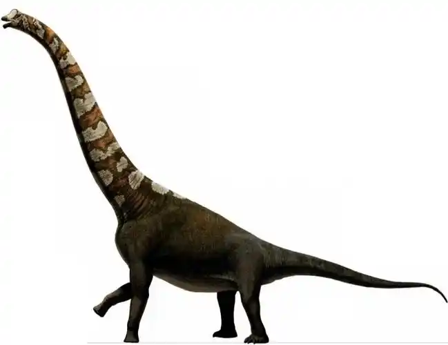 高胸腕龙年代:晚侏罗纪分布:北美体形:20~25m30~45吨食性:植食简介