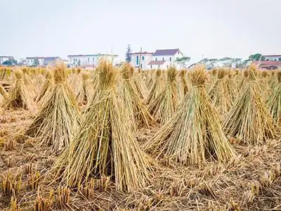 湖北孝感管好一把火实现废变肥(图),农业资讯,中国农业网新闻频道