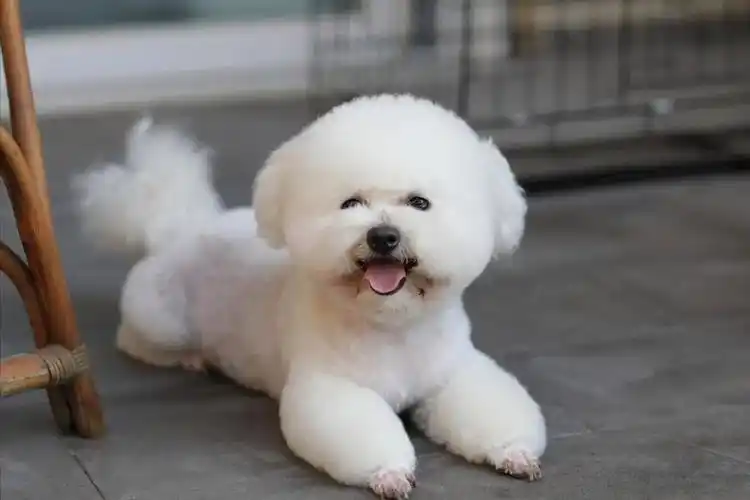 纯种比熊犬价格(养比熊犬有哪些好处)(图1)