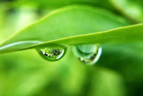 雨后叶子上的水滴晶莹剔透.