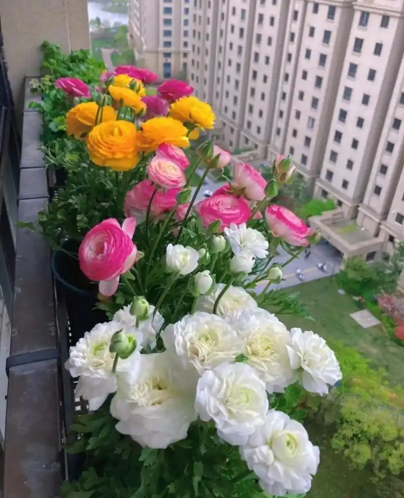 洋牡丹,又称花毛茛,重辦或半重瓣,花型似牡丹花 - 抖音