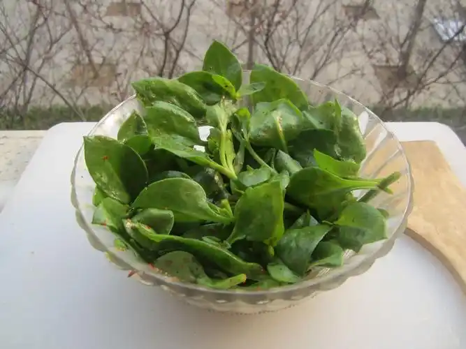 凉拌穿心莲的做法