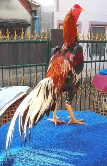 供应斗鸡养殖协会怎样选择斗鸡