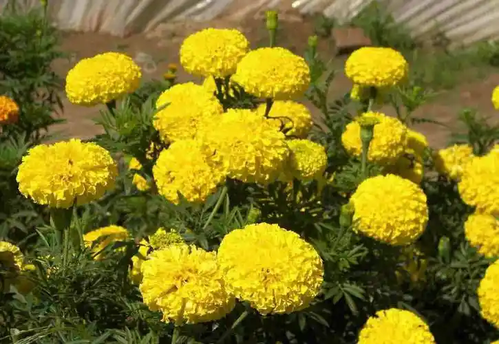 2,万寿菊和孔雀草的株型不同,孔雀草的植株较矮,高30～100厘米万寿菊