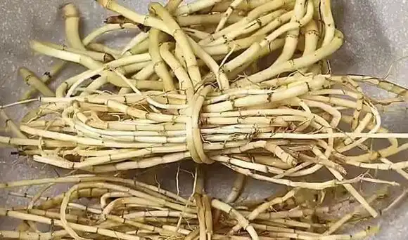 这几样简单一煲,一周做两次,清甜还下火|鱼腥草|荸荠|茅根_新浪新闻