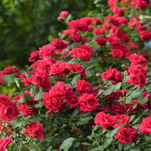 四年月季花卉老苗四季红木香蔷薇浓香花苗黄木香爬藤植物攀爬多花售价