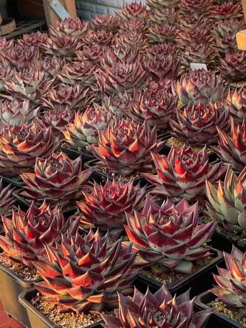 多肉植物乌木上色啦可批发出