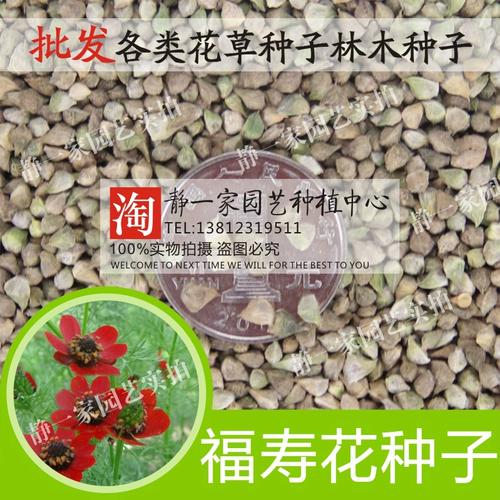 福寿花种子阳台庭院种植四季花卉种子花草籽红色花朵福寿草种子