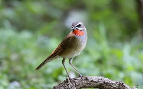 也来一组红靛颏