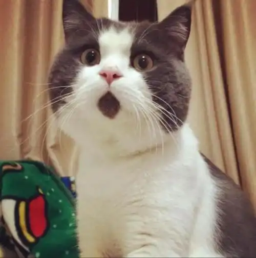 划重点:猫咪"发抖"的几个原因,别以为它只是冷