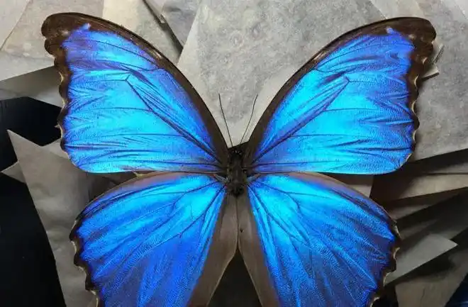 世界上最美的蝴蝶光明女神蝶高贵的极品物种