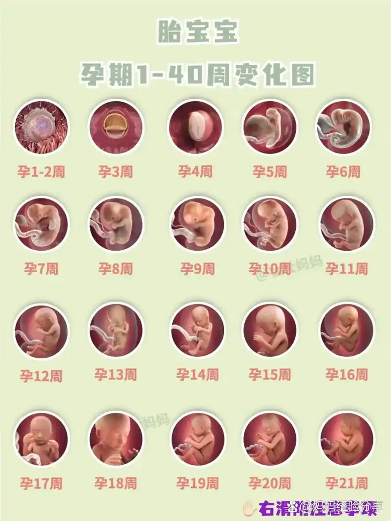 如果怀孕了,每个妈妈会对怀在肚子里的宝宝格外的关心,想知道她