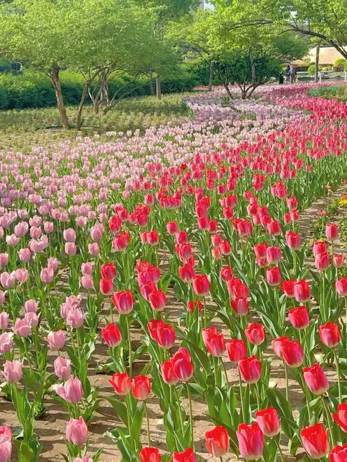 记录春天春日风景照