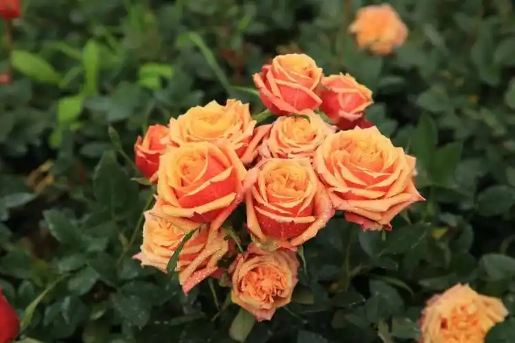 天狼推荐草单|5个微型月季,让阳台党也能爆花一整夏!