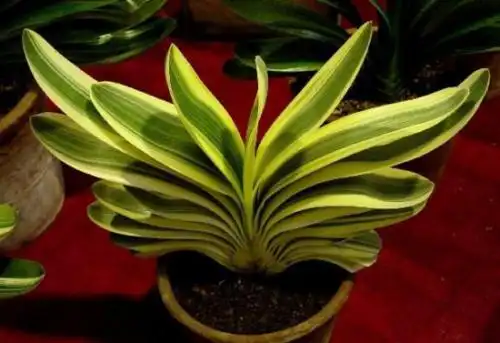 这株君子兰名为"东方明珠0号",属"技师条"品种,是经过长达10年时间