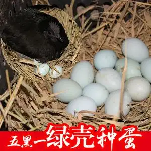 受精蛋绿壳土鸡种蛋受精蛋可孵化纯种五黑一绿乌骨鸡受精卵包邮