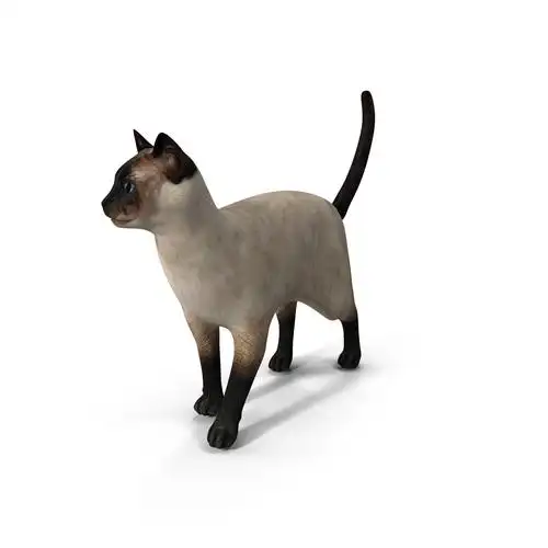 暹罗猫姿势53d模型