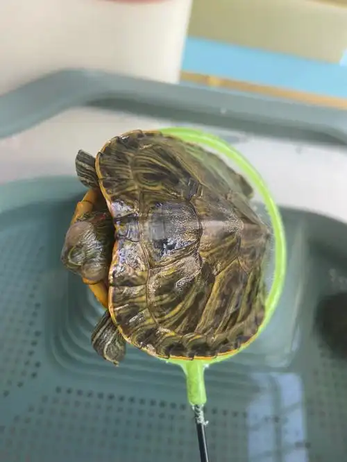 巴西龟眼睛泛白三天没有看到它睁眼睛