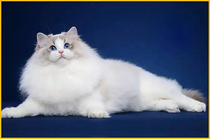 布偶猫舍繁育专业知识_布偶猫品种品相详解大全pdf_cfa布偶猫品相最