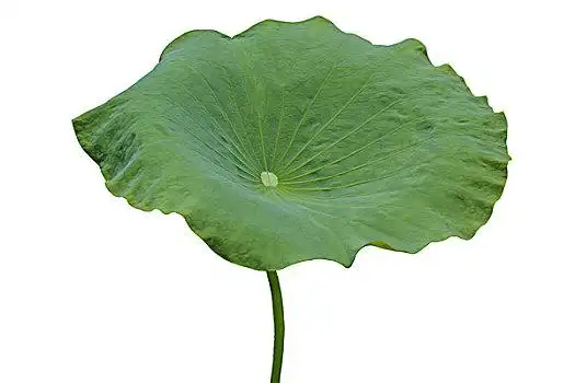 荷叶图片_荷叶图片大全_荷叶图片素材