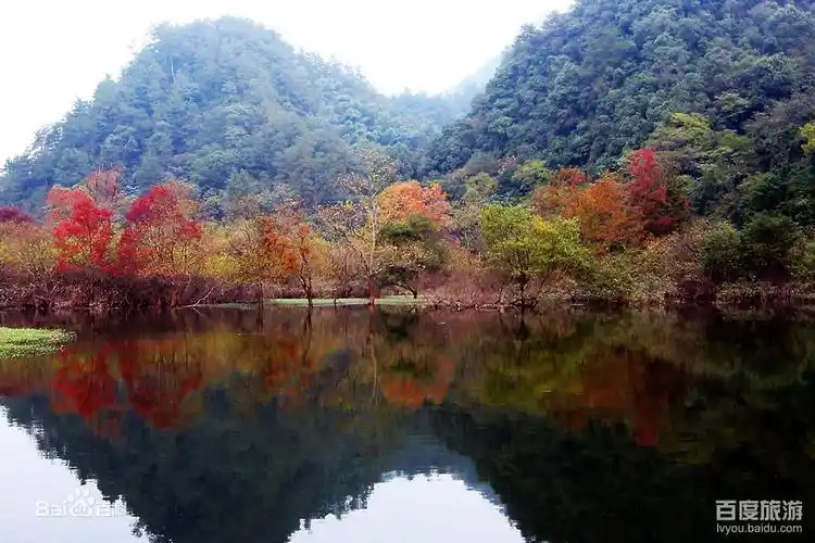 " 茶族皇后 " 的金花茶红腹角雉画稿溪国家级自然保护区,在四川省泸州