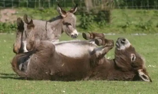 美食故事 | 香妃爱吃的驴打滚