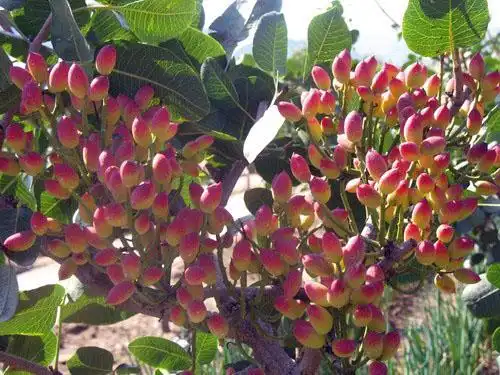 "开心果"长什么上啊?最好有图片!