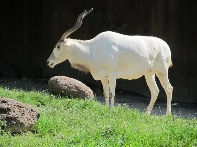 addax,白色羚羊,撒哈拉沙漠