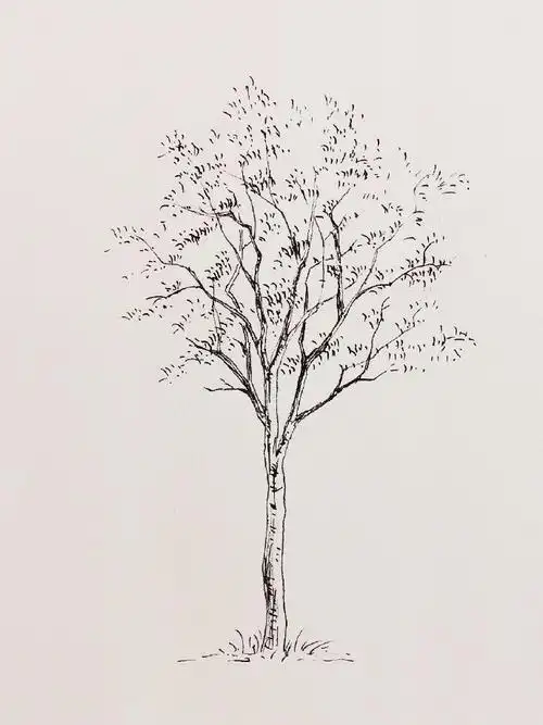 大树钢笔画线稿图片集钢笔画树木线稿作品大全