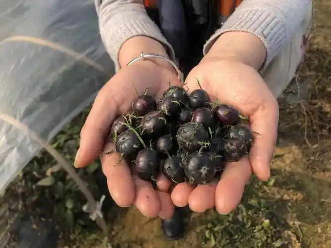 沙湾区罗一村:待到春来,桃花树下果果甜