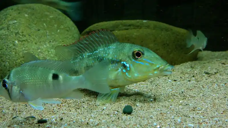 我的南美风(食土鲷第二季)